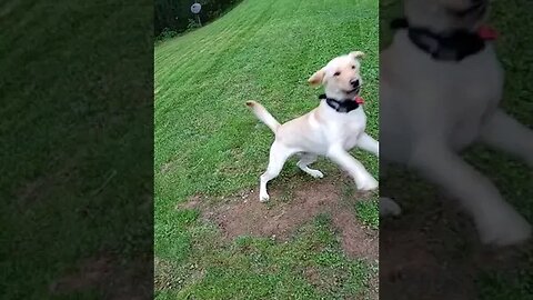 Rocky Learned a New Trick #Shorts