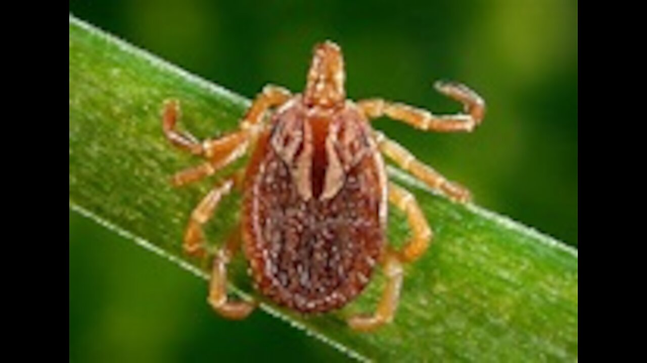 How to Create a Lyme Disease Protocol