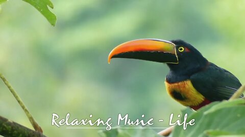 Relaxing, calming music to soothe you whilst you work, study, meditate, sleep, yoga, massage