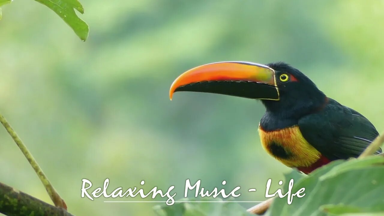 Relaxing, calming music to soothe you whilst you work, study, meditate, sleep, yoga, massage