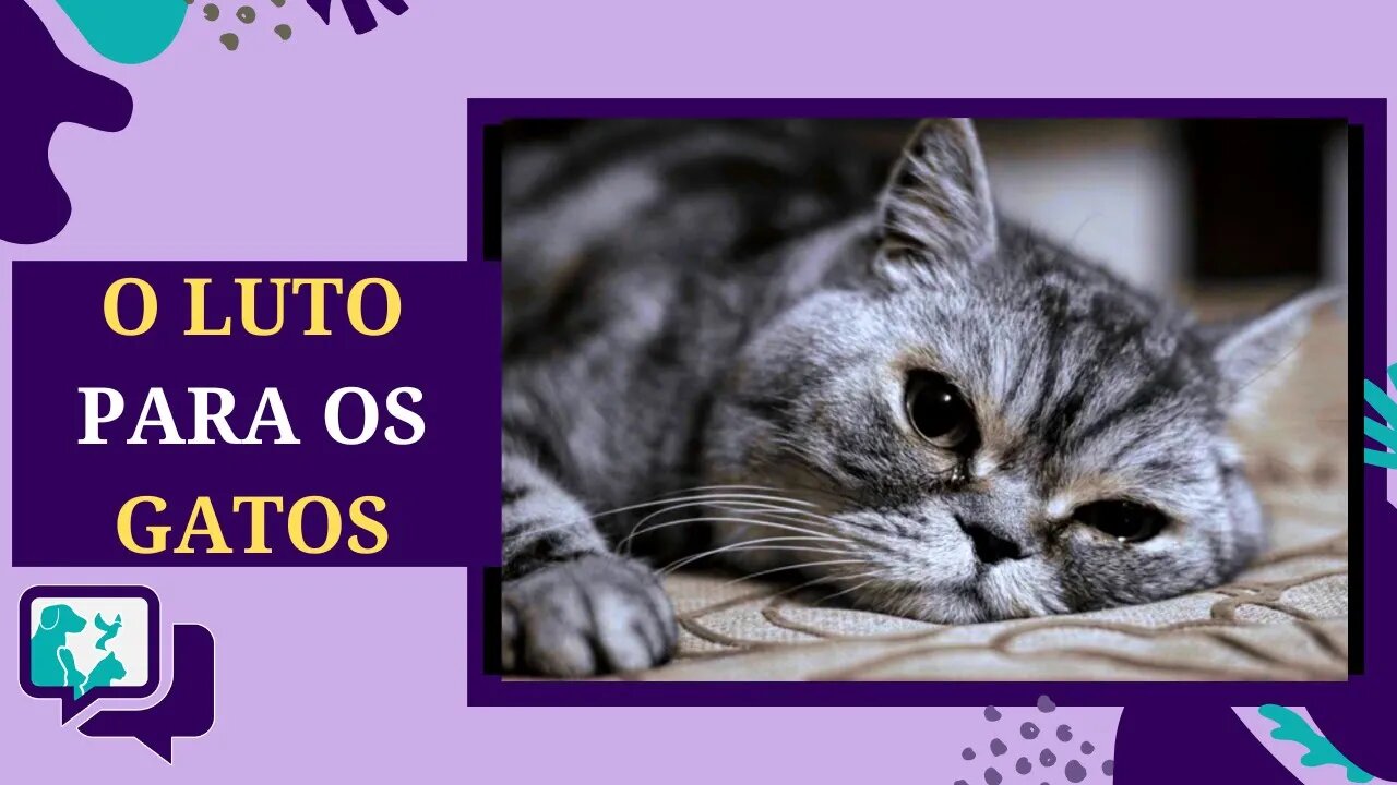 🐾🐱Gatos e o Luto: Gatos Sentem Luto e Precisam de Nosso Apoio