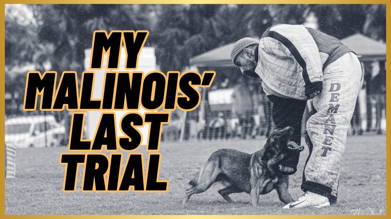 My Malinois' LAST COMPETITION Before Retirement!