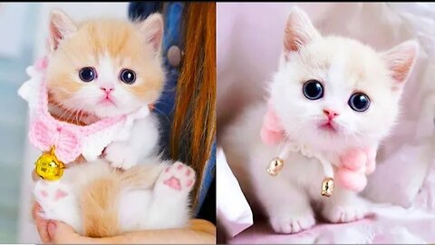 Baby Cats Cute & Funny Cats Videos Compilation | Aww Animals