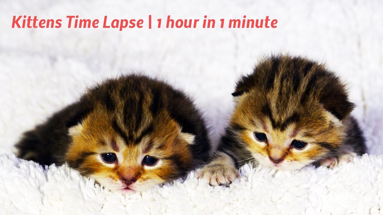 Kittens Time Lapse | 1 hour in 1 minute