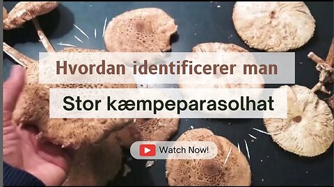 Stor kæmpeparasolhat - opskrift og hvordan man identificerer svampe (shroomi) naturens sanke 🍄🇩🇰