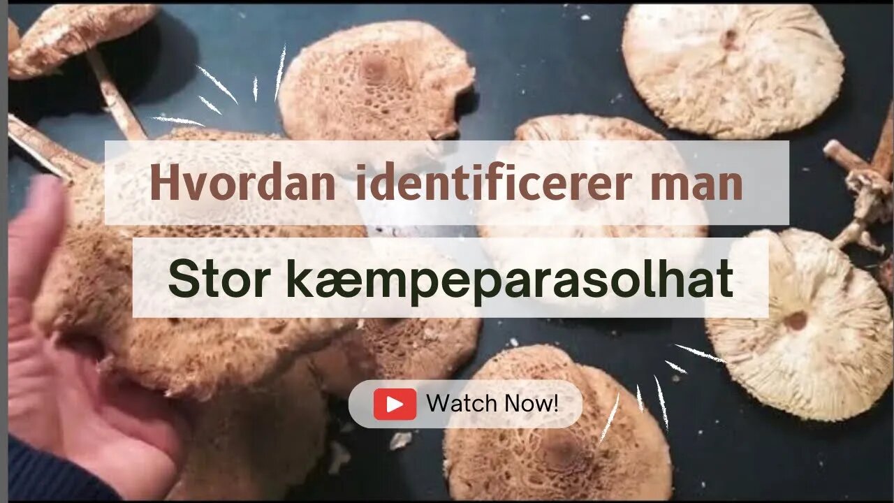 Stor kæmpeparasolhat - opskrift og hvordan man identificerer svampe (shroomi) naturens sanke 🍄🇩🇰