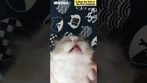 cute cat videos 😹 funny videos 😂 694 😻 #shorts #shortsfunny #cutecat #catvideos #catsfood #catscare