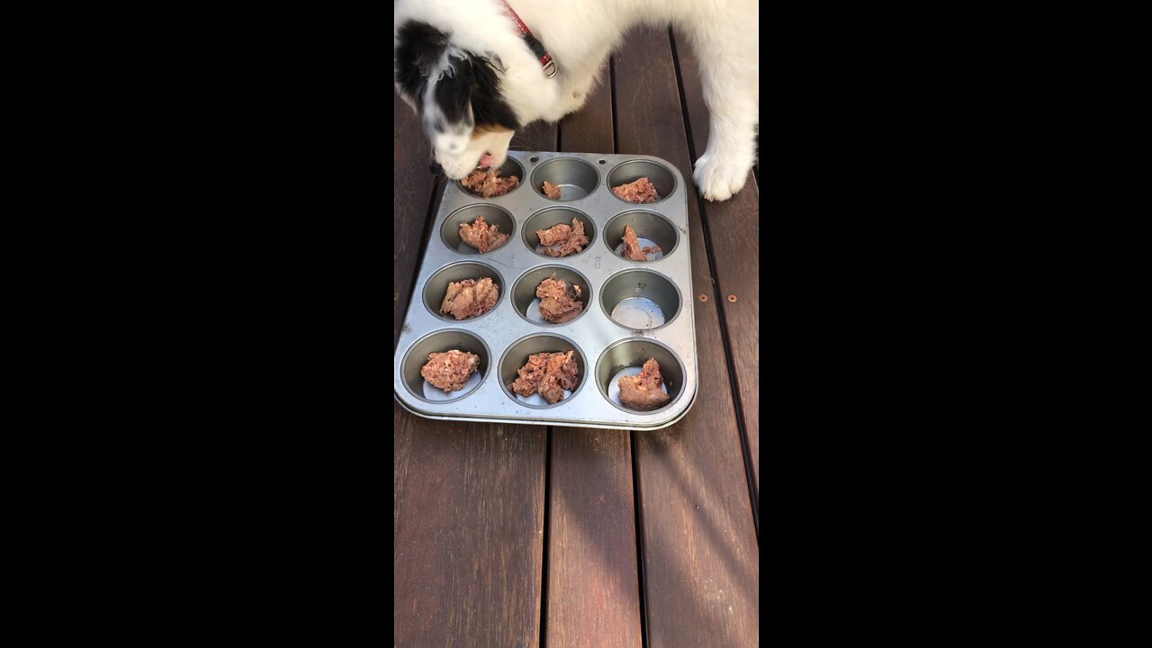 Australian Shepherd and his dinner