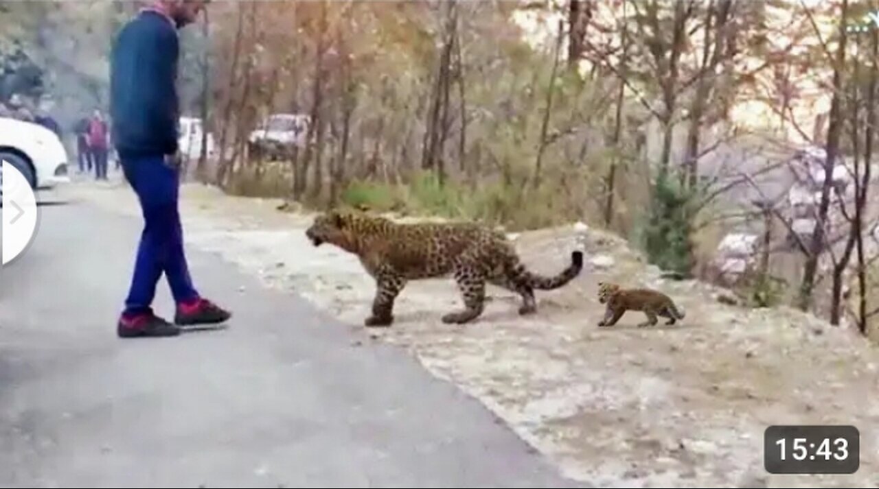 Animal That asked people for help/kindness caught on camera #