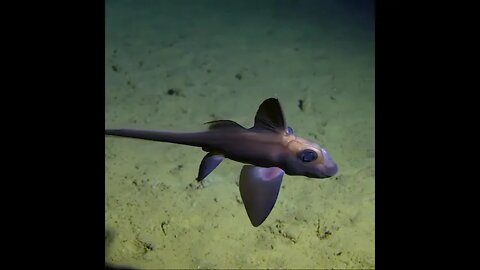 Also known as ghost sharks - Chimaeras