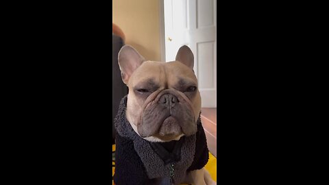 Let Me Sleep Dad | Mochi The French Bulldog