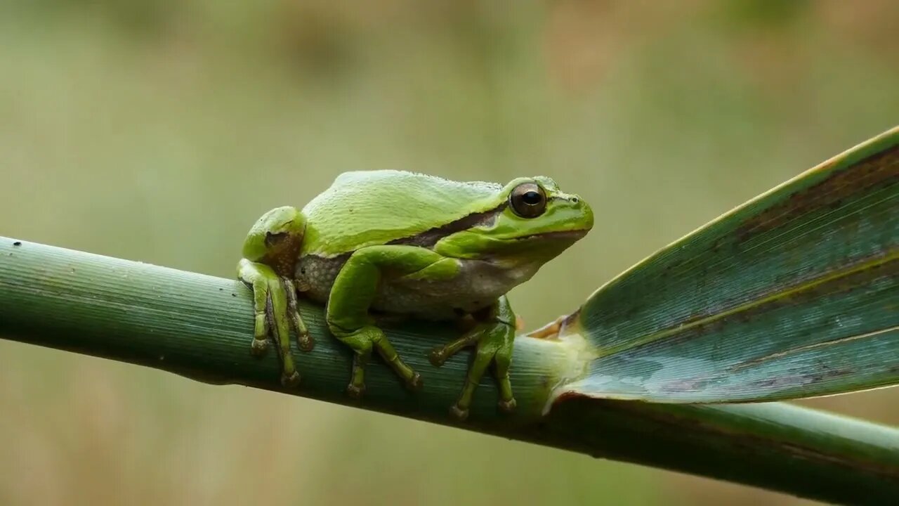 The green tree frog sitting on a branch in Greece