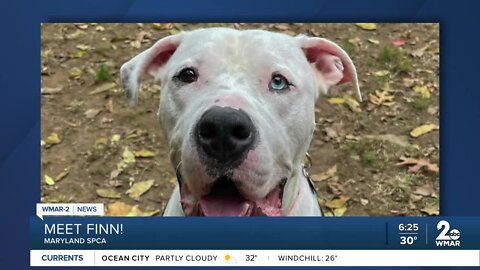 Finn the dog is up for adoption at the Maryland SPCA