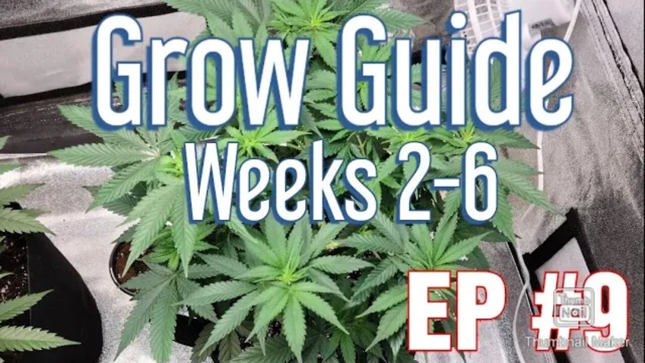 | Grow Update | weeks 2-6 quick tips and pointers