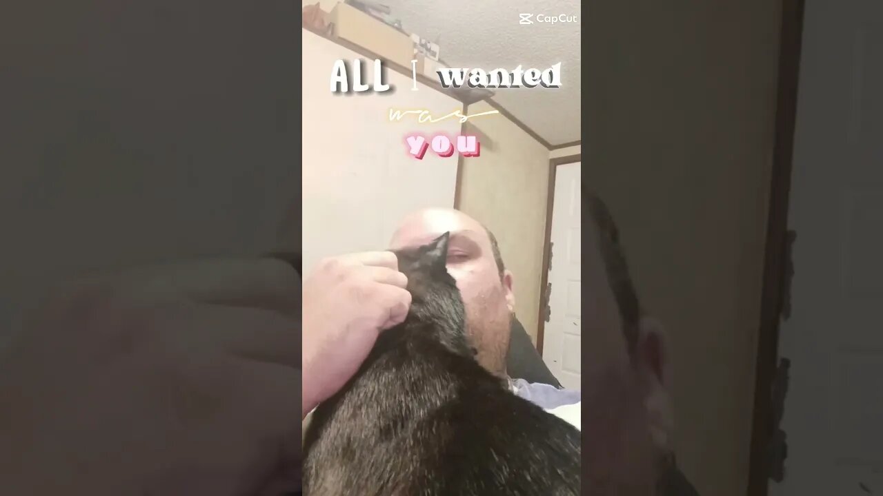 all kitty wanted #youtubeshorts #shortsvideo #shortsfeed #catlover #catshorts #cutekitty
