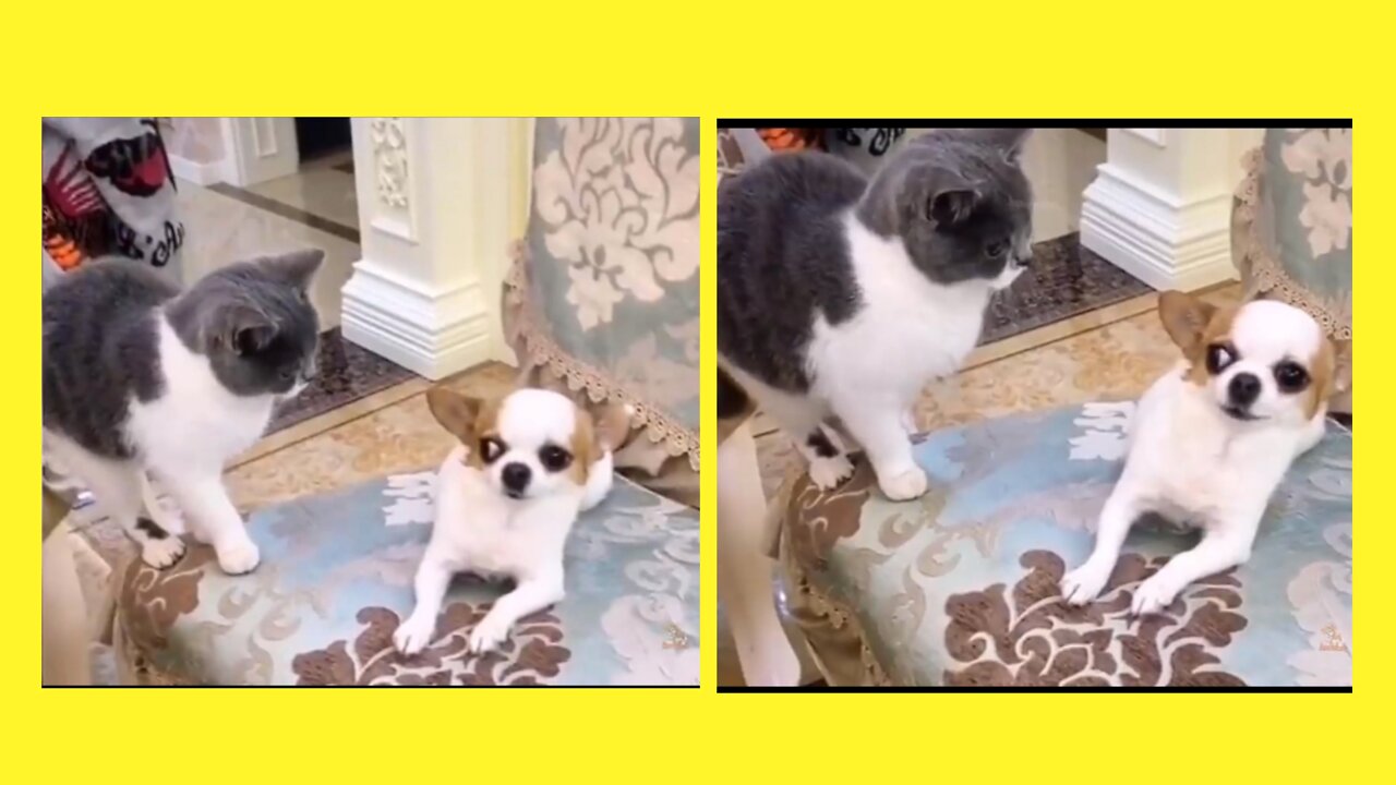 Funny cat and dog | dog scared | #Entertainment #dog #funny