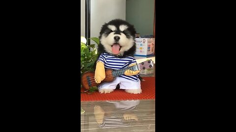 Cute dog play giter funny video