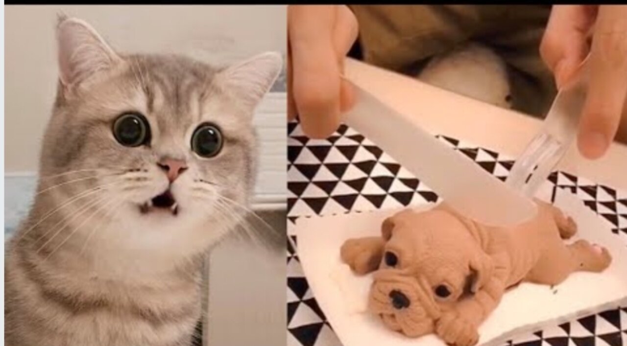 Cat Reaction to Cutting Cake - Funny Dog Cake Reaction Compilation | Pets Kingdom