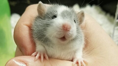 This woman has saved hundreds of pregnant rats