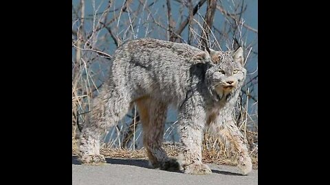 cats