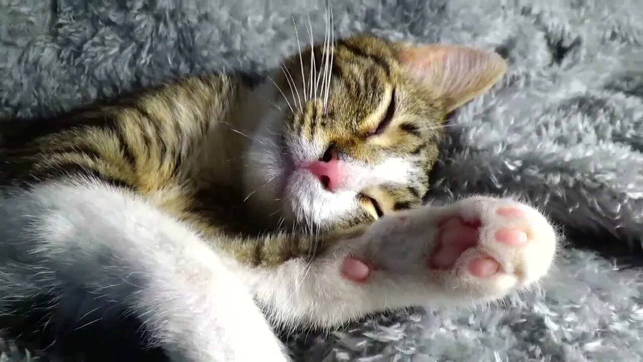 Kitten Tired after Playing All Night