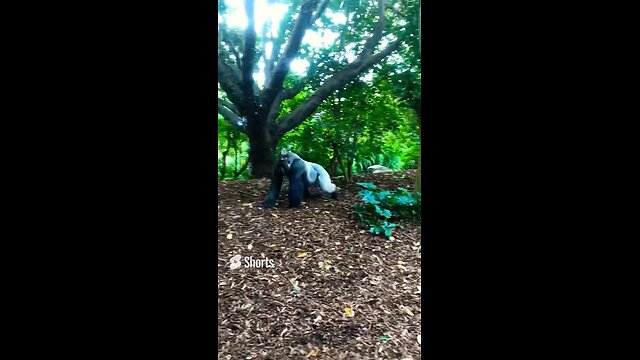 Big silverback charging to take a seat Melbourne Zoo
