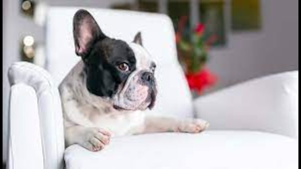 Having a Pet Dog in an Apartment - Quick and Easy Tips