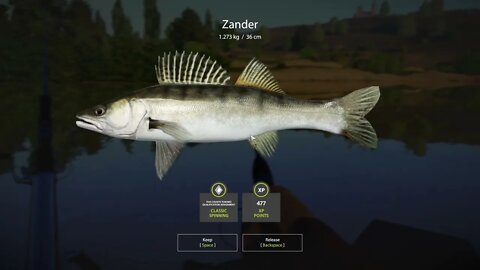 Russian Fishing 4 Sura river Zander 1.273 Kg