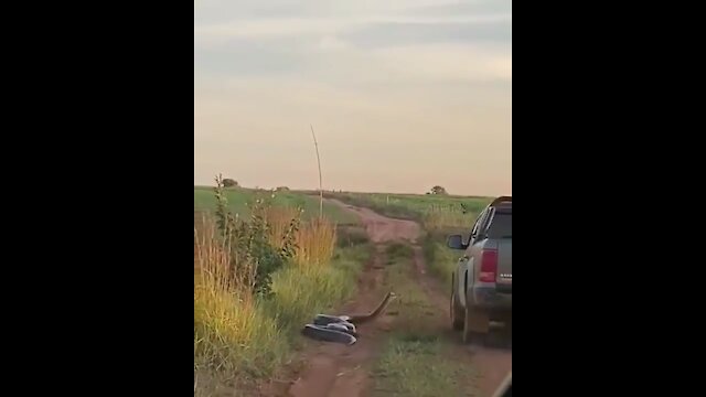 Anaconda attacks car in Brazil