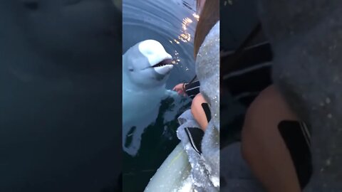 Beluga Whale Retrieves Girl's Phone