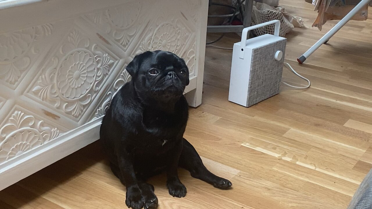 mops sina little dog so tired falling asleep while sitting