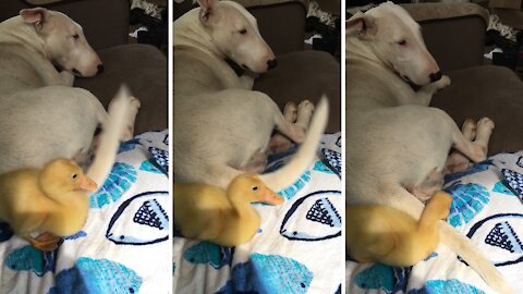 Dog's wagging tail repeatedly hits duckling in the face