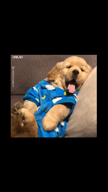 An Accurate Representation Of My Motivation Levels This Morning