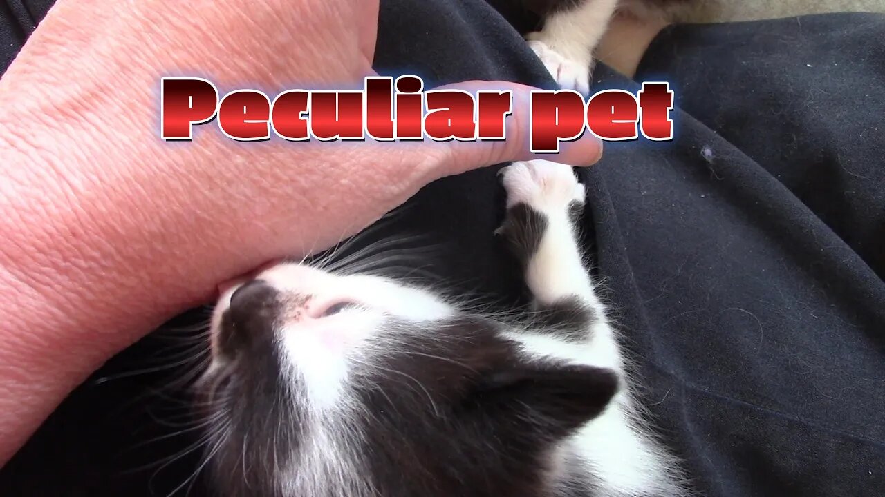 Peculiar Pet Cat January 2023 😻