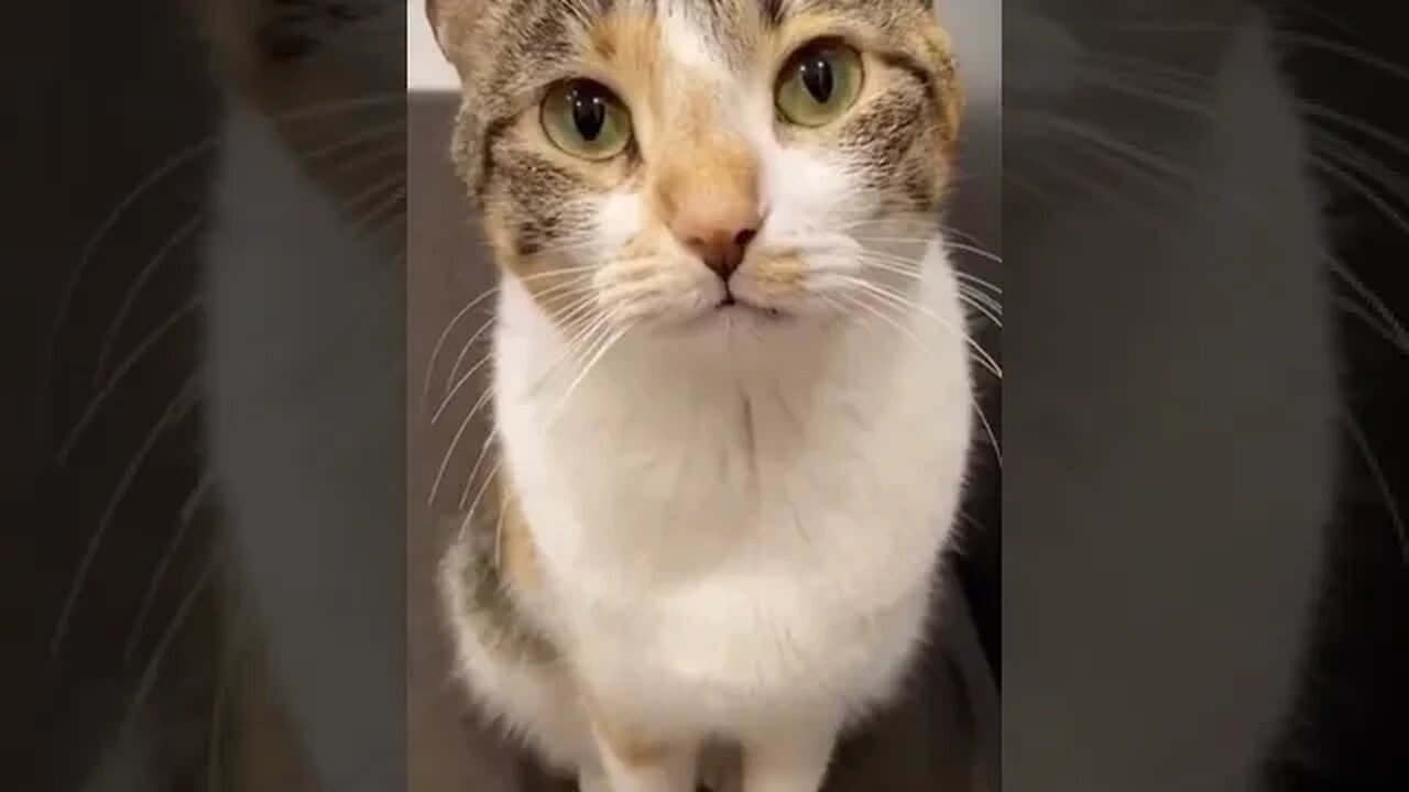 PLAYING CAT VIDEO MEAWWW
