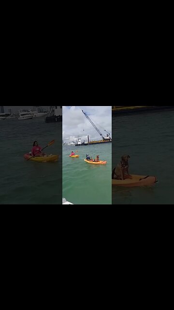 The Weekend Cruise in Miami Beach ⛱️ Dog boating