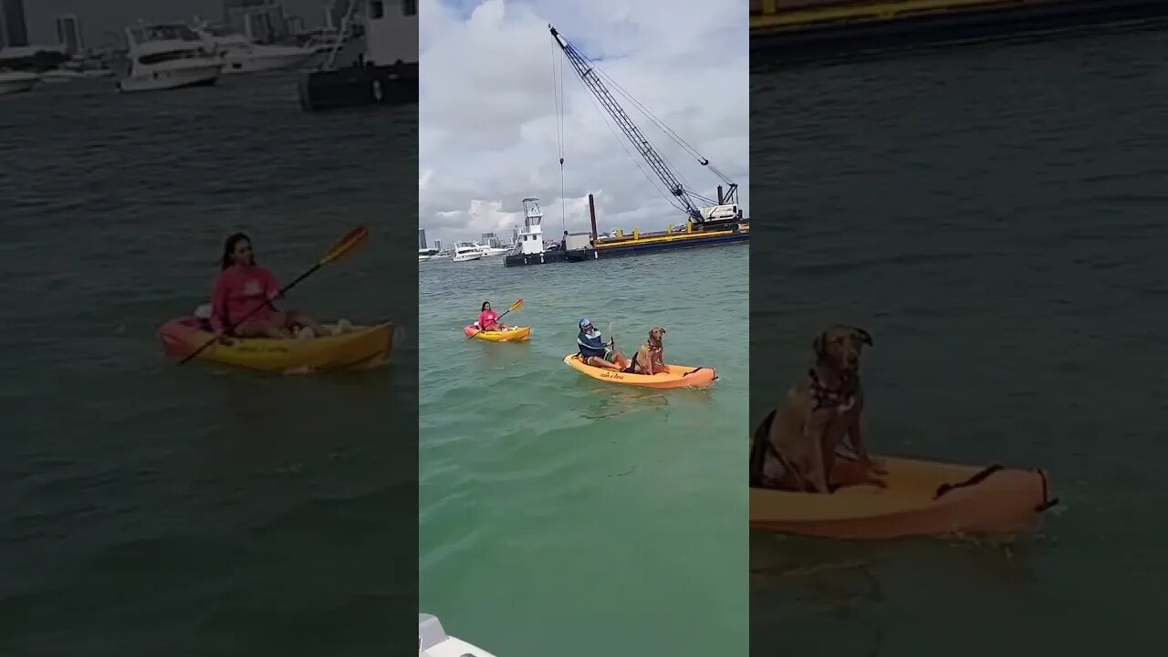 The Weekend Cruise in Miami Beach ⛱️ Dog boating