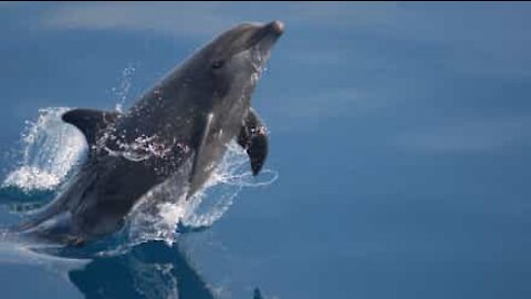 Un bateau accompagné par un groupe de dauphins