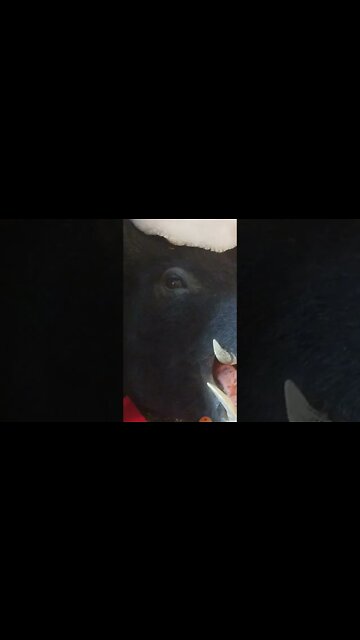 Porkchop the Christmas Pig is back!