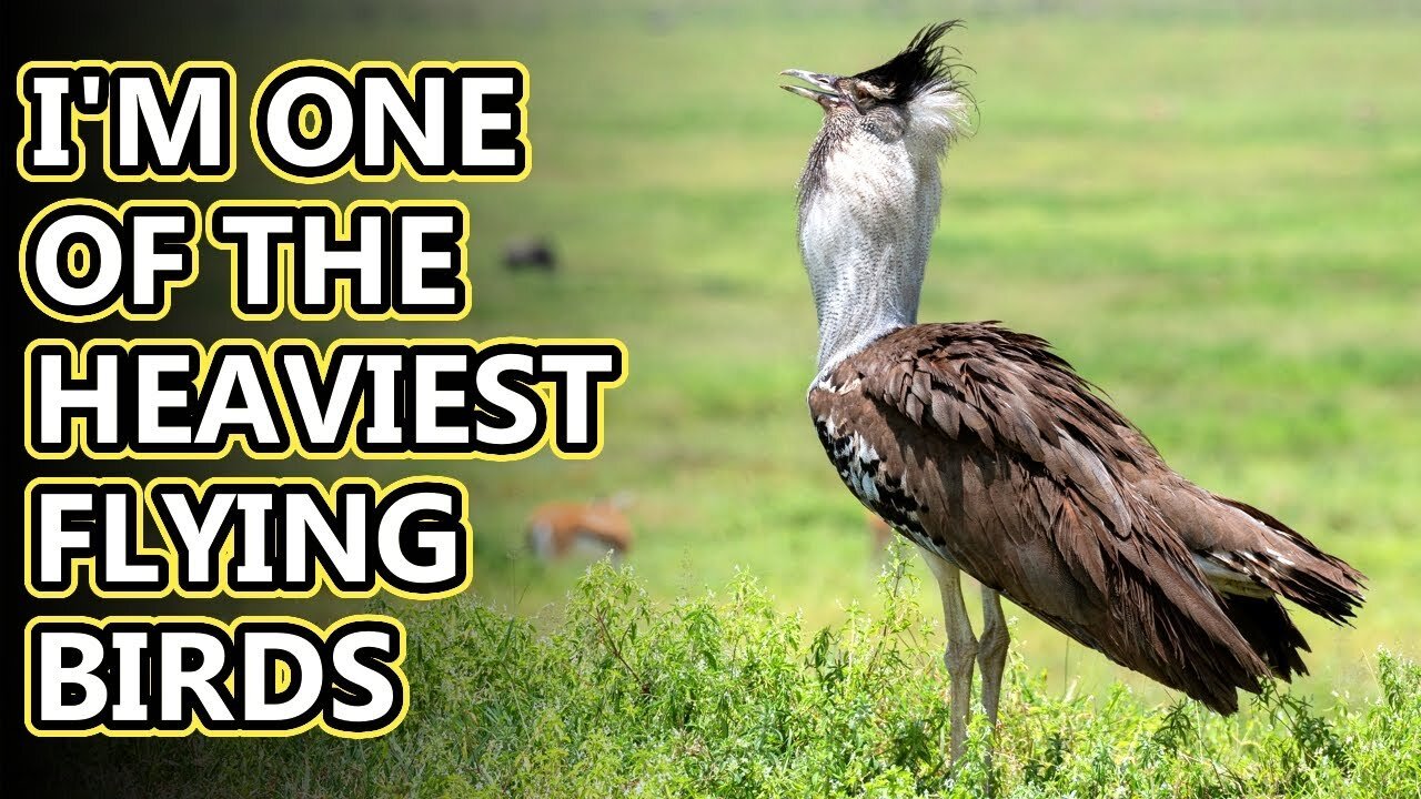 Kori Bustard they can fly if they want to #Animal Fact Files