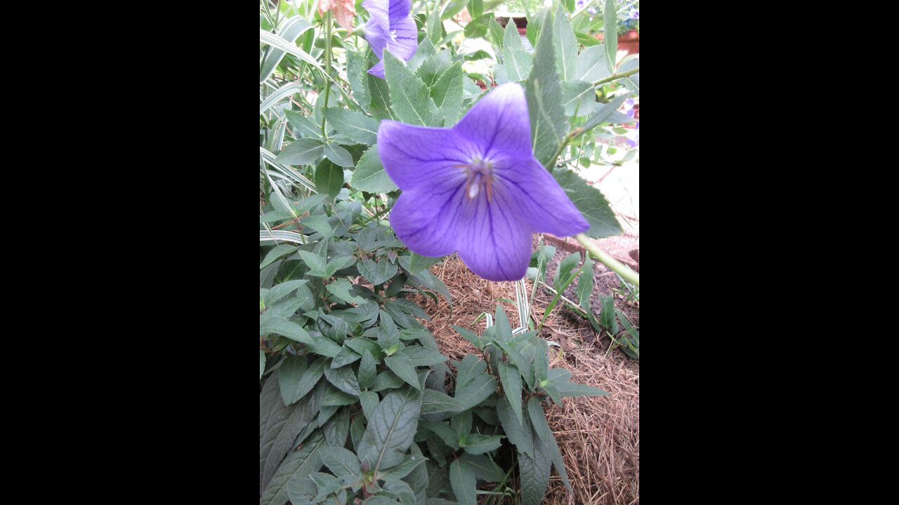 Sentimental Blue Balloon Flower July 2021