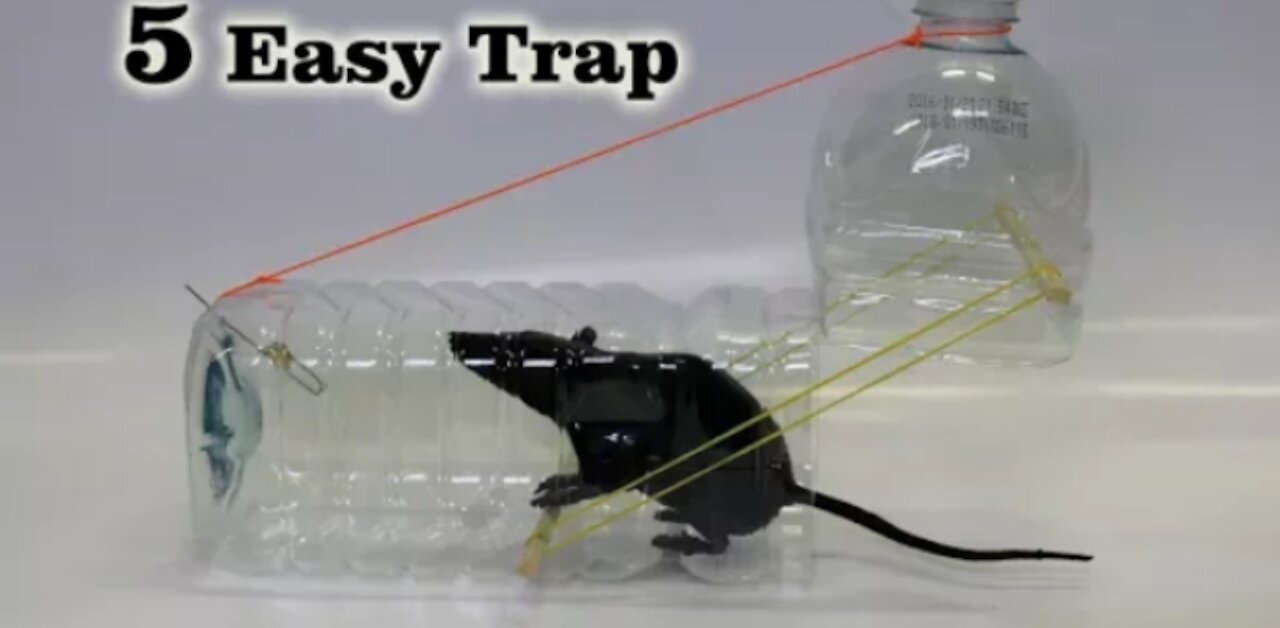 5 easy ways to catch a rat