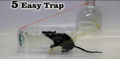 5 easy ways to catch a rat