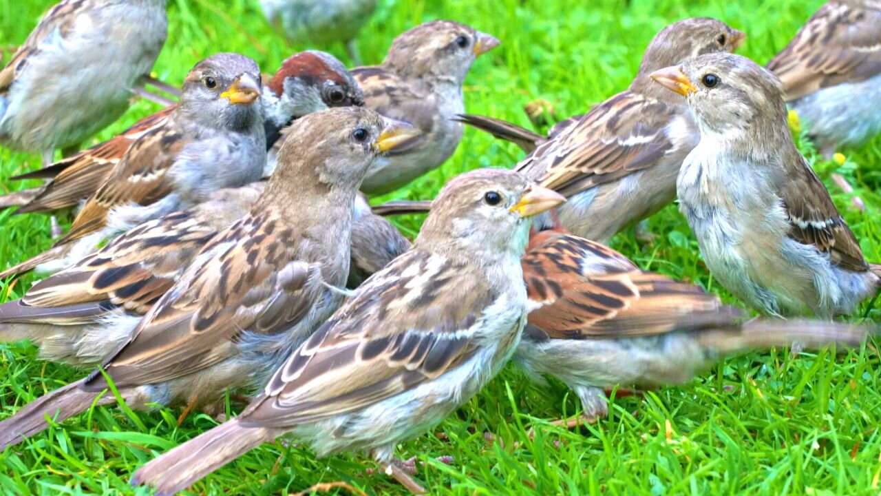 Close-up of House Sparrow Mayhem on Green Grass with Chirping