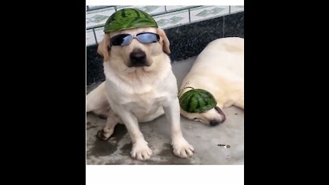 Cute Dogs And A Cat Being Funny