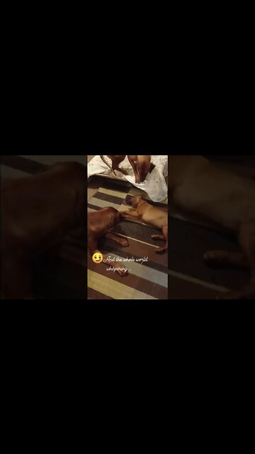 Wrestling Ridgeback Family