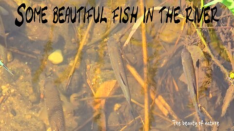 Some beautiful fish in the river with fresh water / beautiful animals in nature.