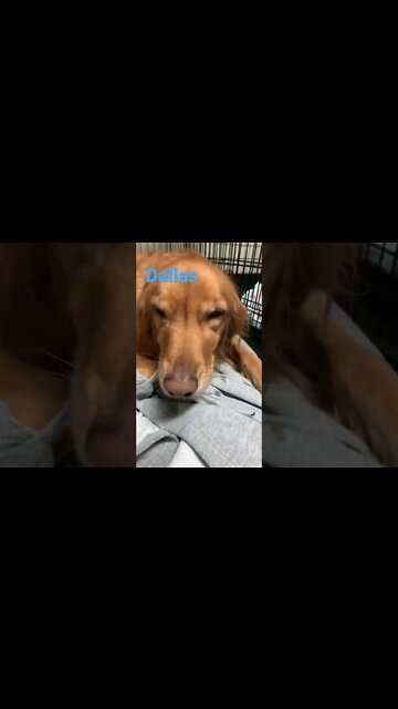 [Shorts 0171] DALLAS [#dogs #doggos #doggos #puppies #dogdaycare]