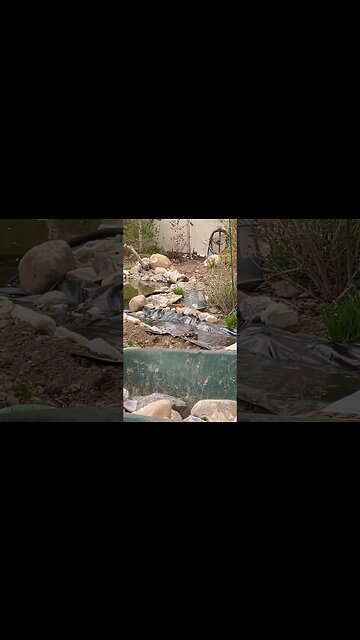 Duck in my Unfinished Pond!