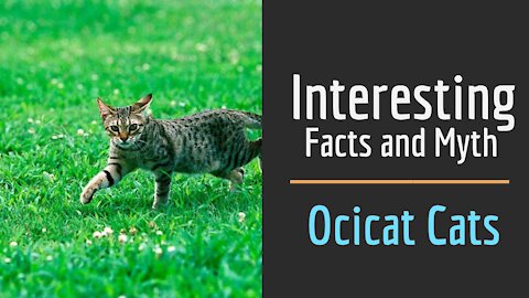 Interesting Facts & Myths about Ocicat Cats